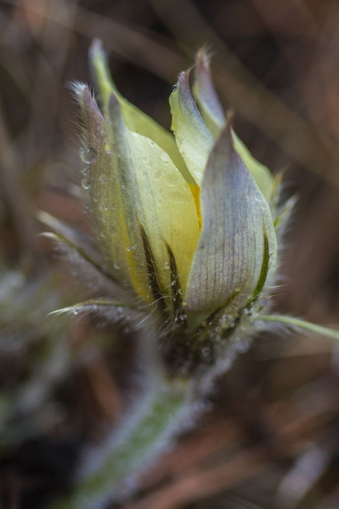 Photograph by Ольга Шуякова