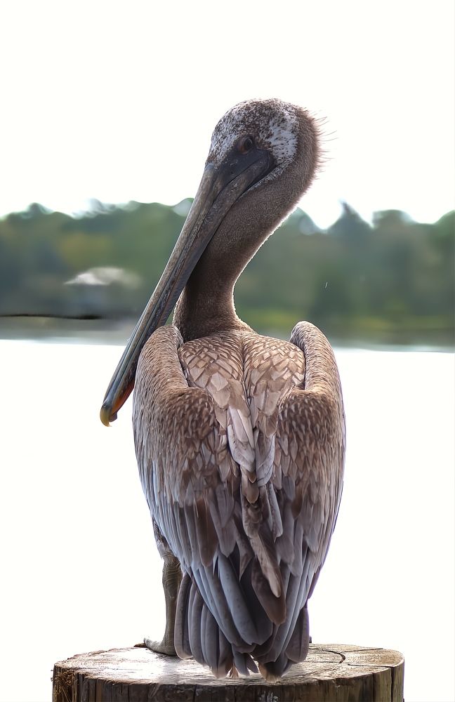 Фотография автора Jeff Cooley