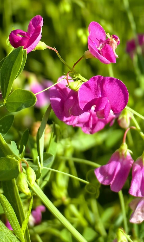 Photograph by Ольга Горох