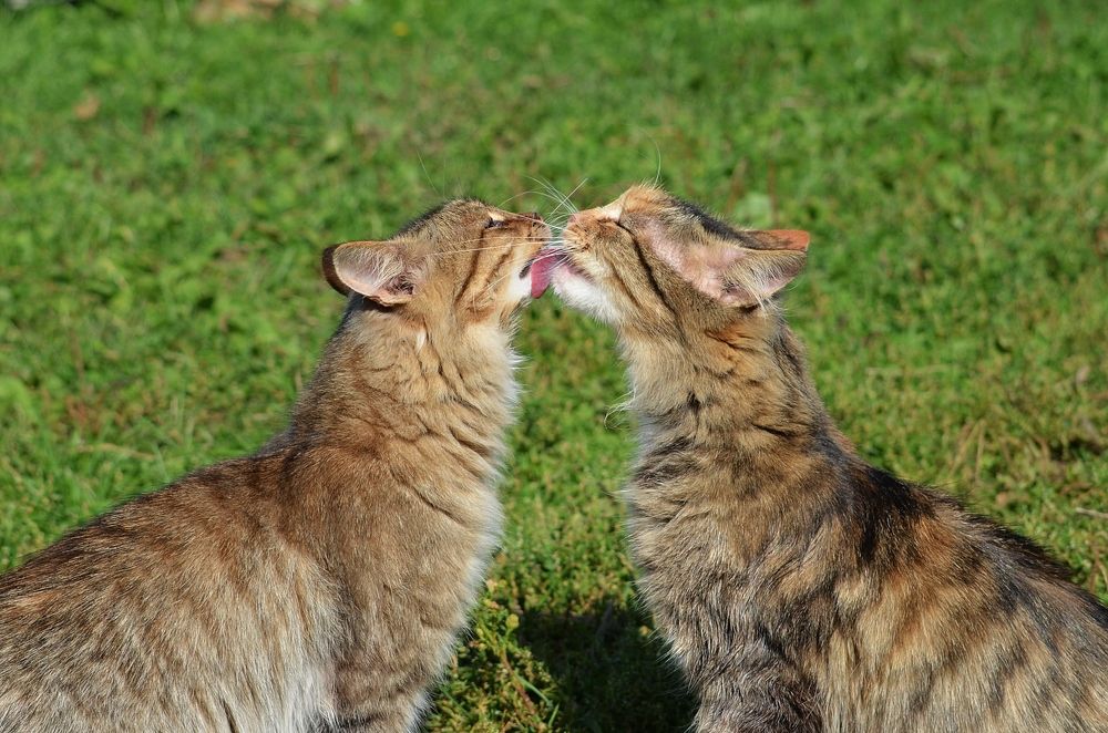 Photograph by Галина Катанова