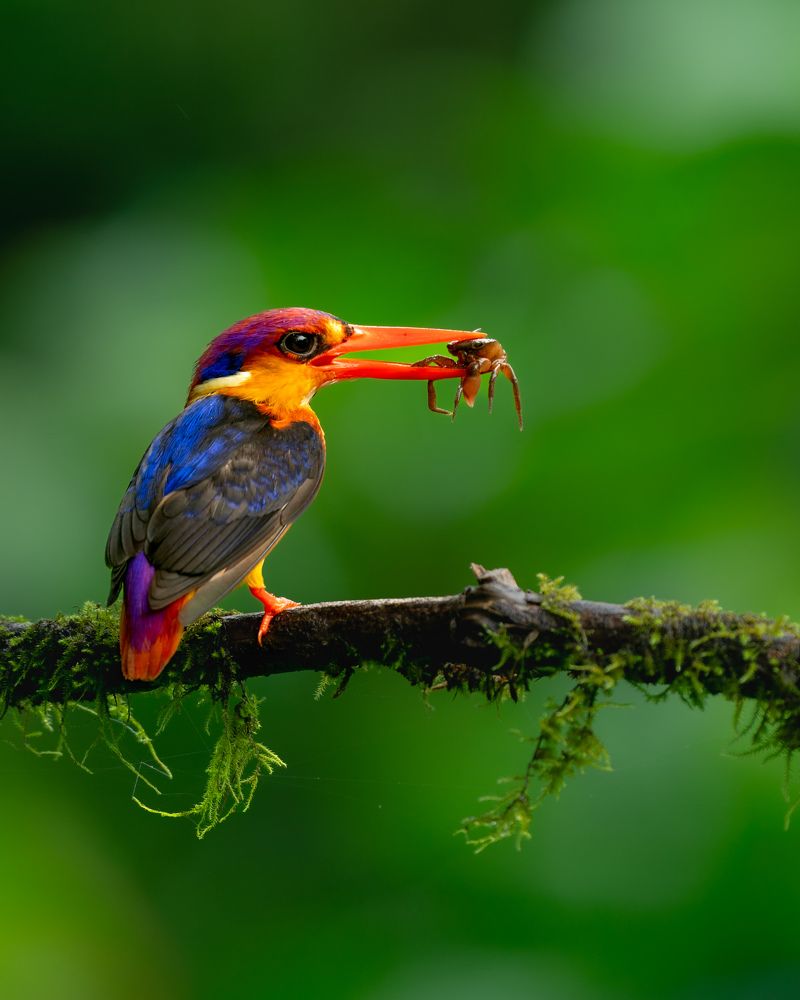 Фотография автора MANJUNATH BAGADE