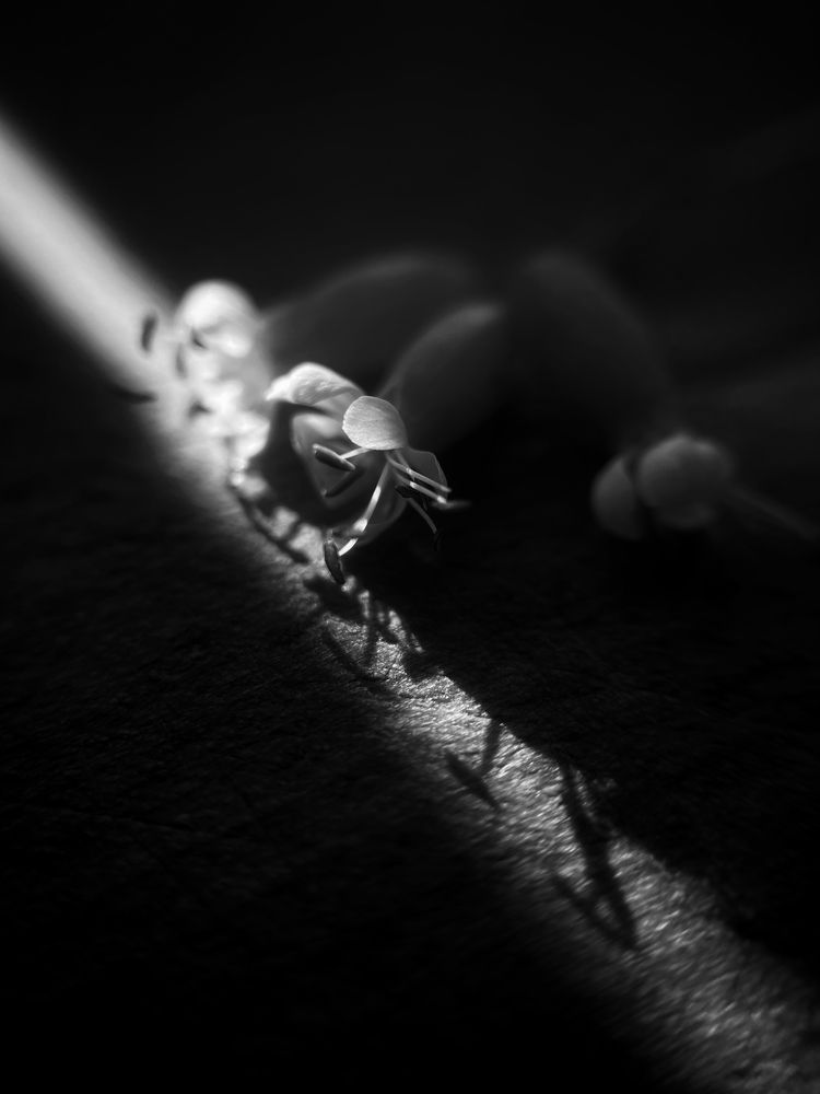 Photograph by Оксана Корепанова