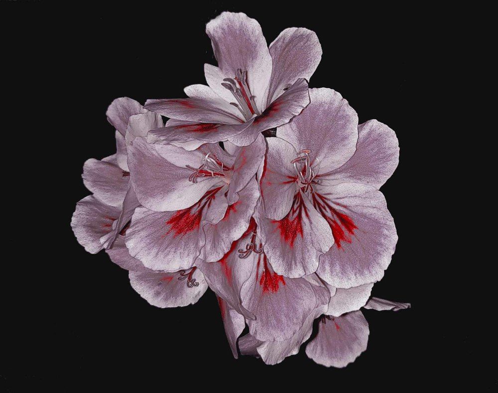 Pelargonium