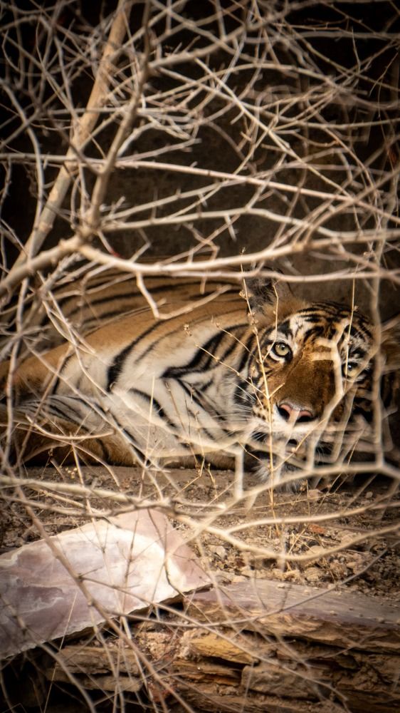 Photograph by Aryan Bhutani