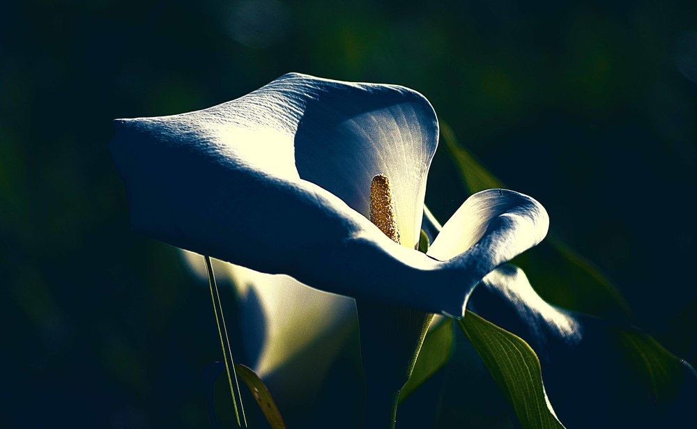 Photograph by JOSE LIMA RODRIGUES