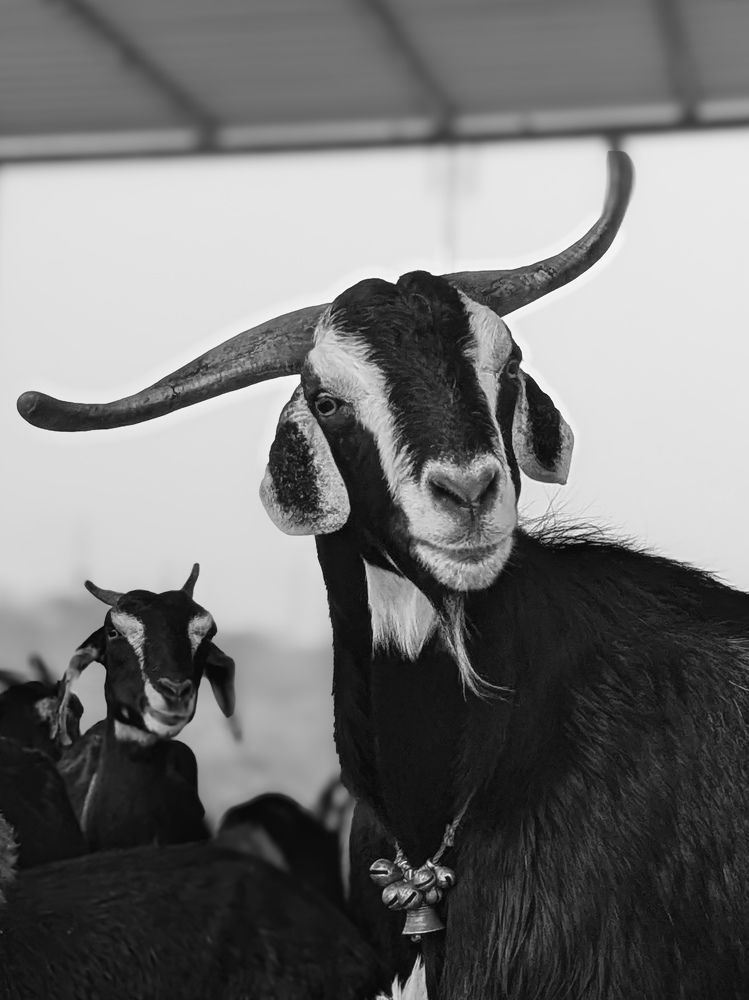 Photograph by Ganesh Pandian