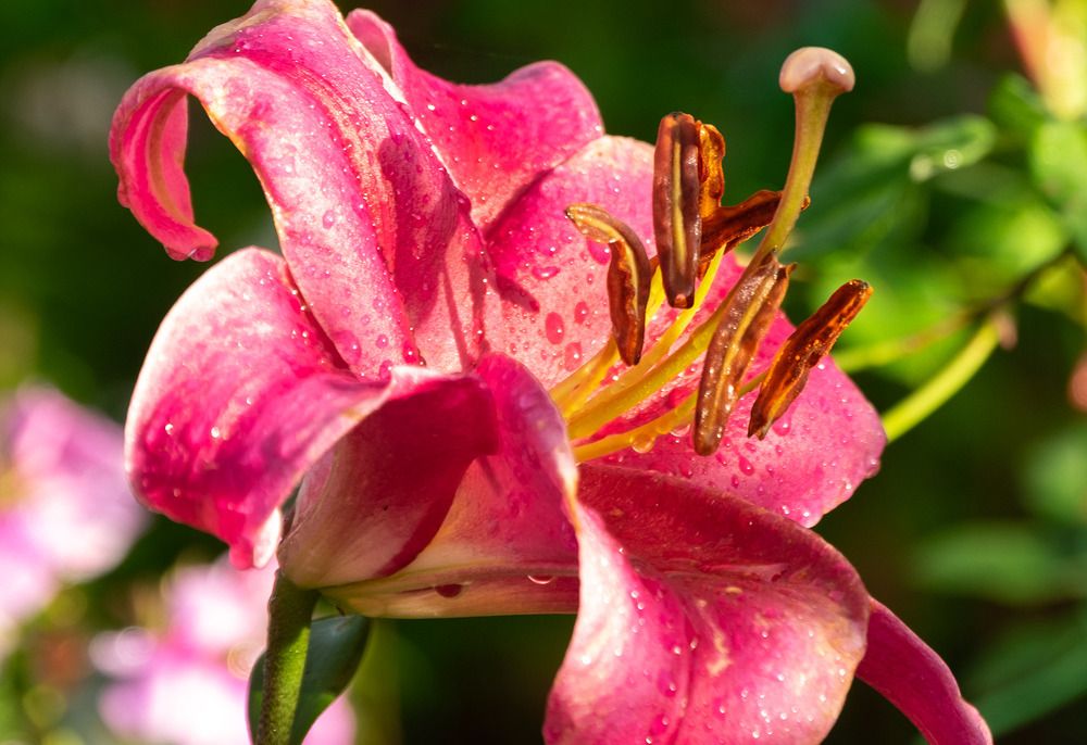 Фотография автора Наталья Липовская