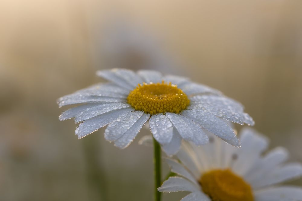 Фотография автора Дмитренко Екатерина