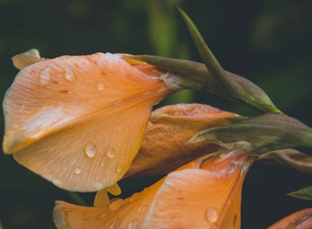 Photograph by Галчонок Ахмерова