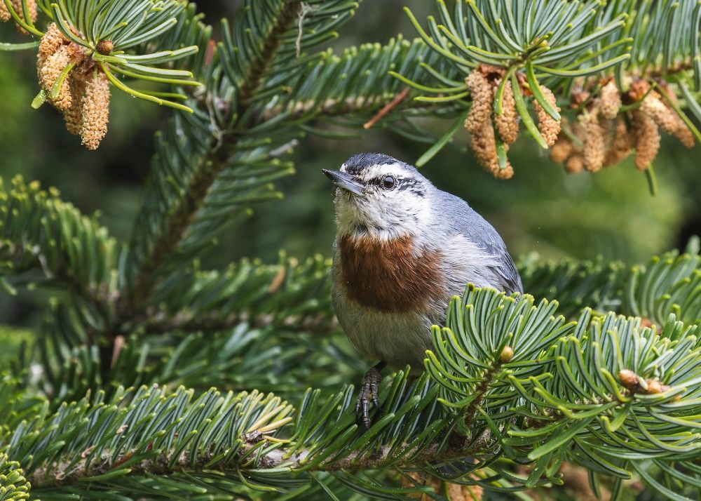 Поползень в ярком передничке