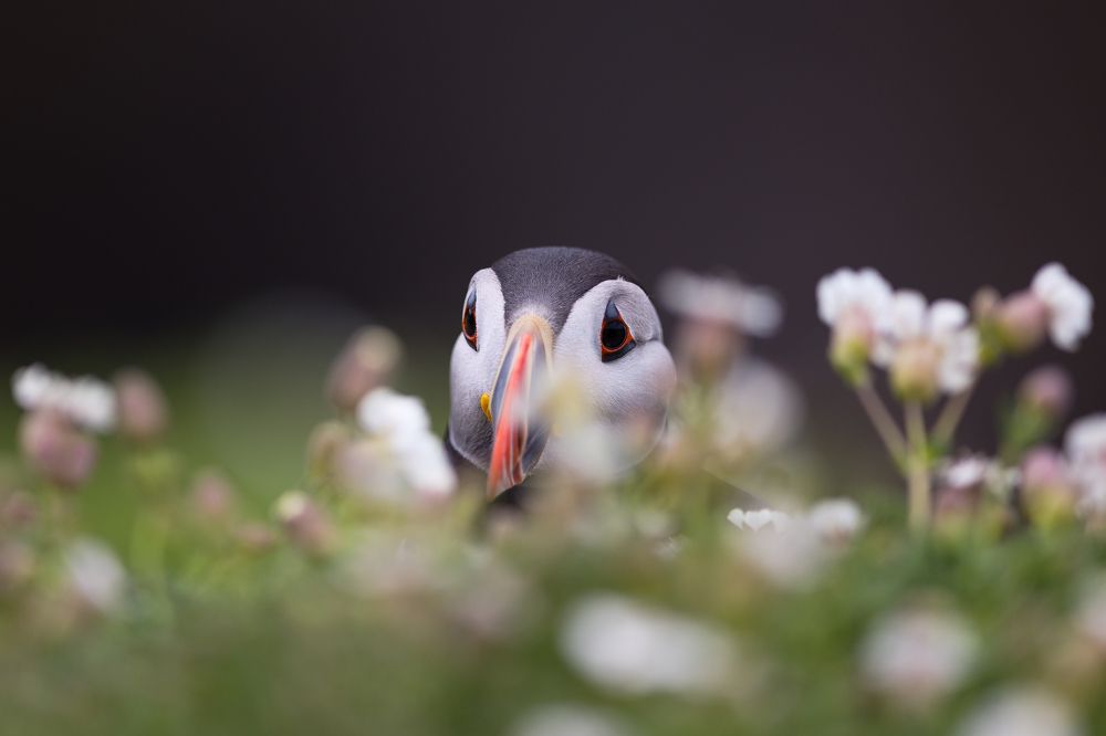 Photograph by Marco Rondi