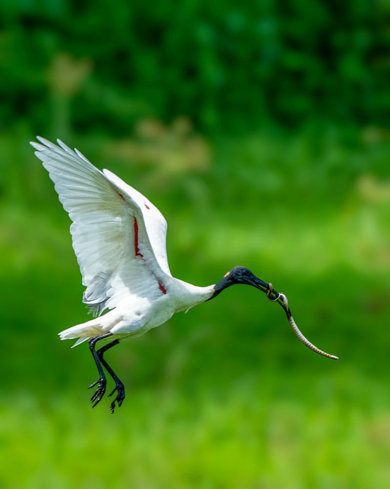 Photograph by Dr Manoj M Kumar