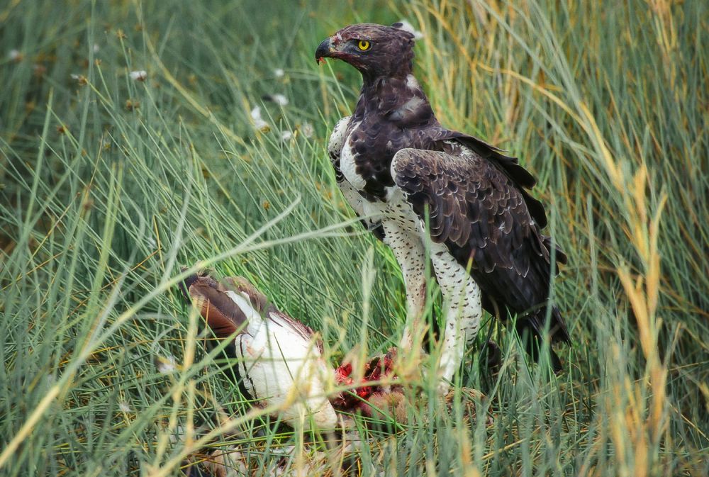 Фотография автора Анатолий
