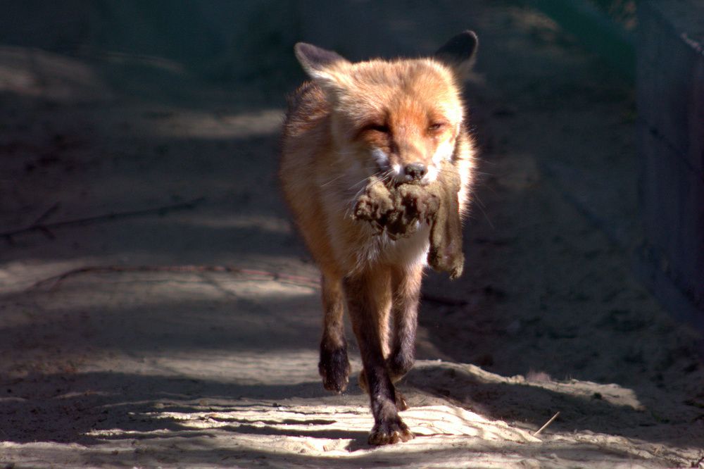 Photograph by Светлана Кравченко