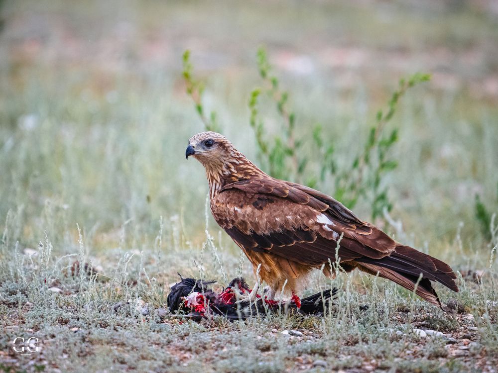 Photograph by Гукасян Геворк