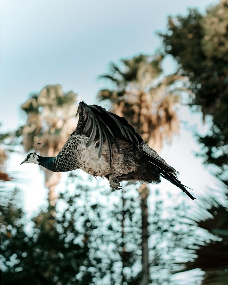 Фотография автора Alex Morais