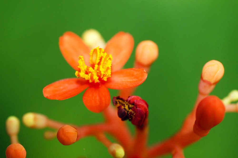 Photograph by Julio Felipe Santo Tomas