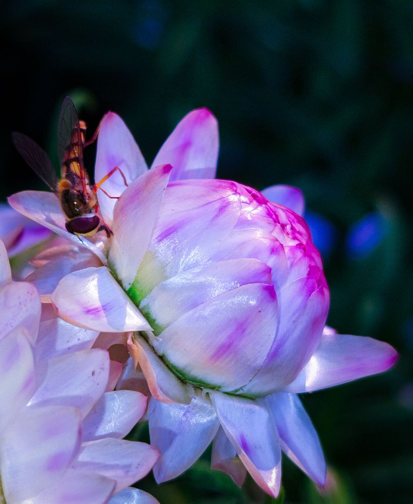 Photograph by fatemeh mohammadmosa