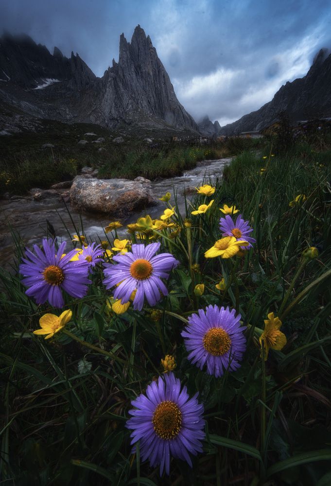 "Lotus Treasure Leaf's Fragrant Tale"