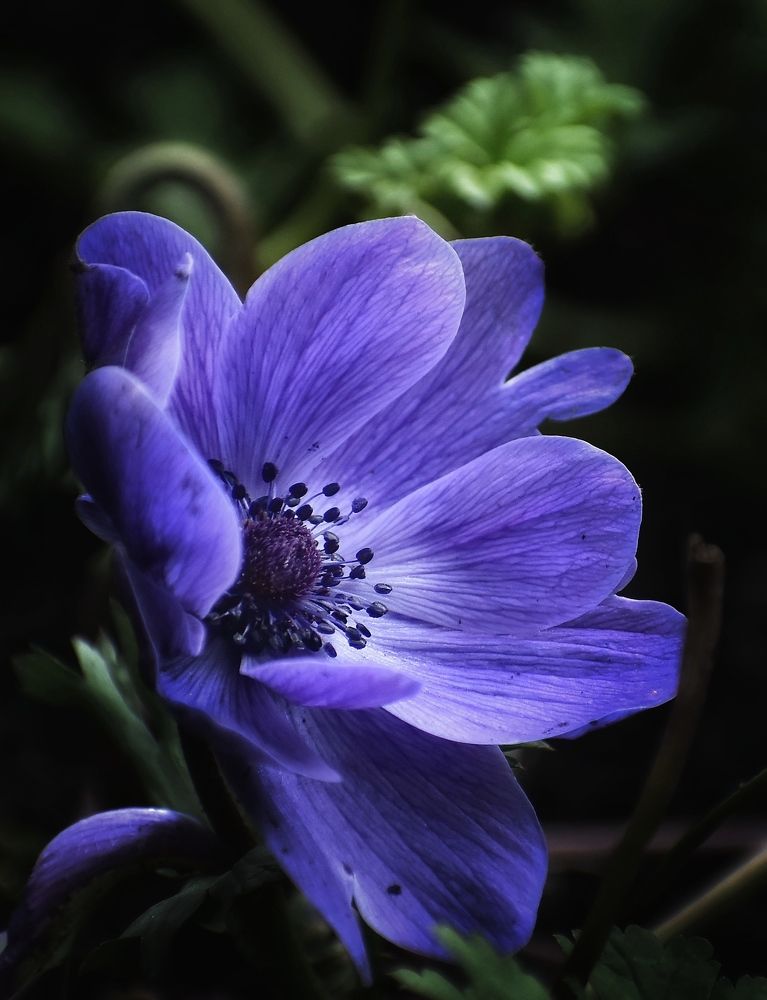 Ветреница или анемон