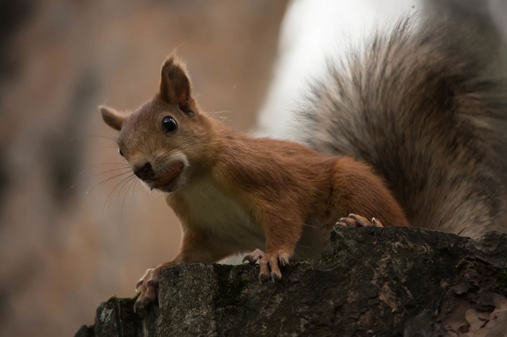 Photograph by Наталья Сорокина