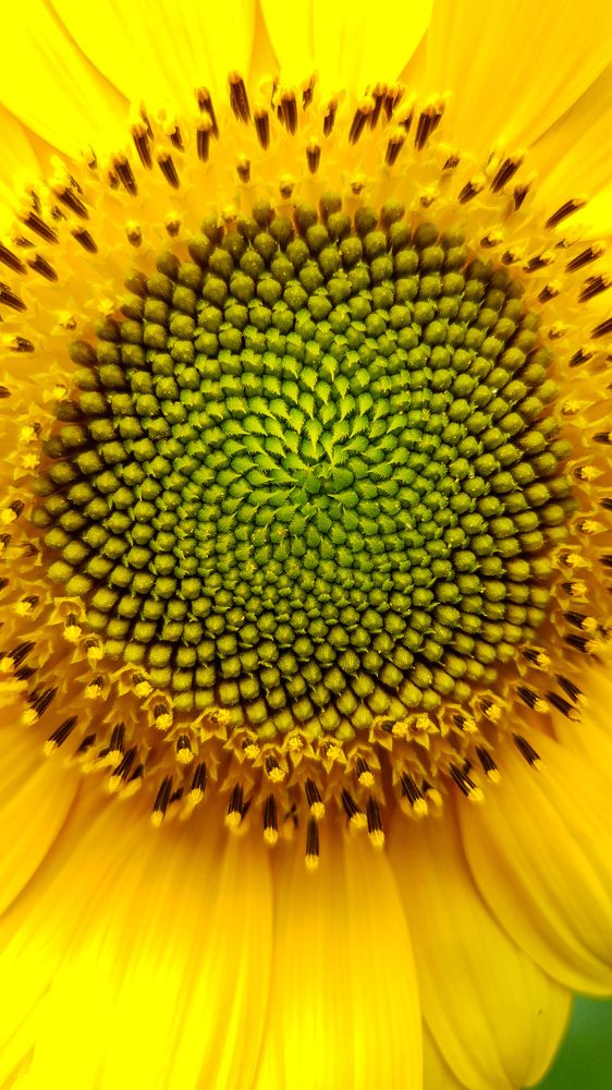 Photograph by Дарья Целуйко