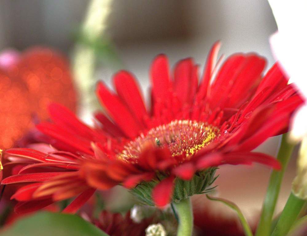 Photograph by Merav Zuberman Perkal