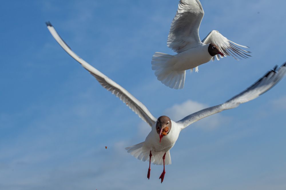 Photograph by Денис Дорошенко