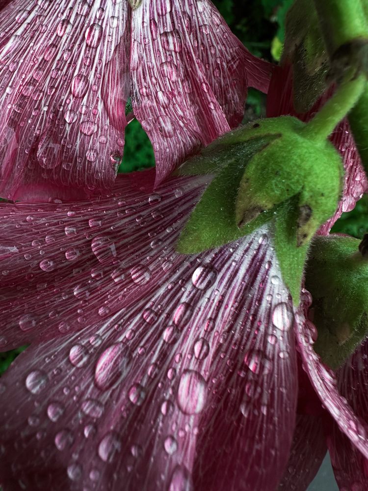 Photograph by Дина Чехова