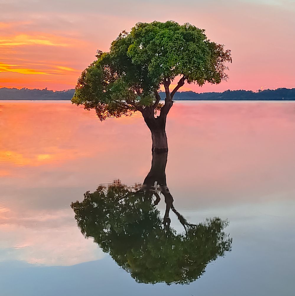 The Hizol Tree at sunset: A stunning reflection in the water.