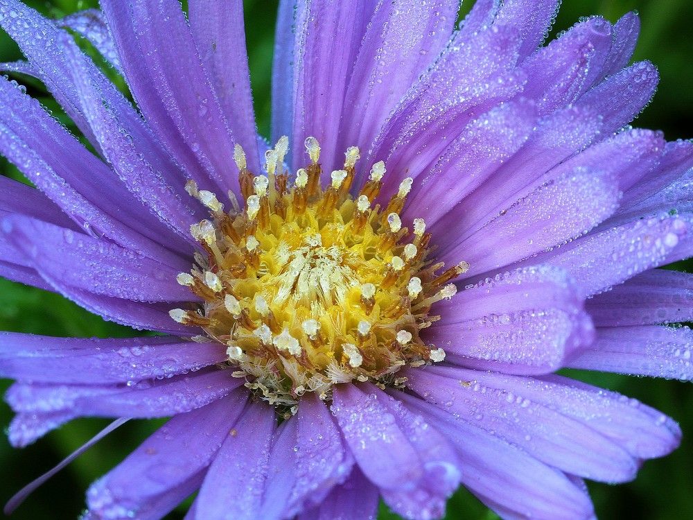 Photograph by Борис Полтавец