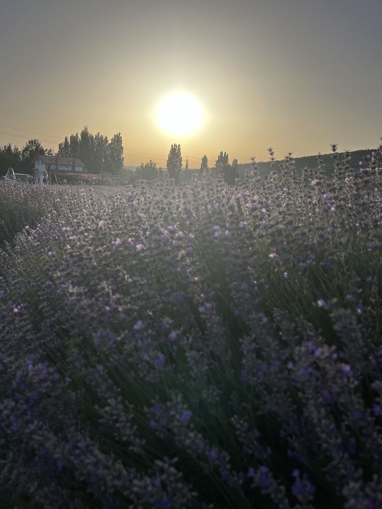 Лавандовое поле на закате