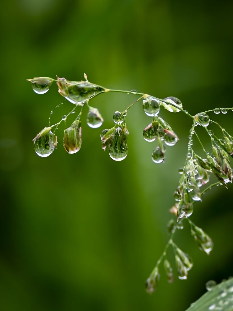Фотография автора Надежда Барышева