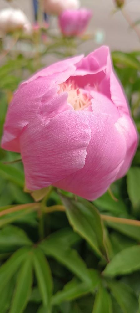 Photograph by Анастасия Устинова