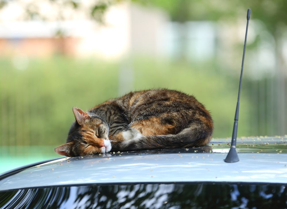 Photograph by Станислав Вершинин