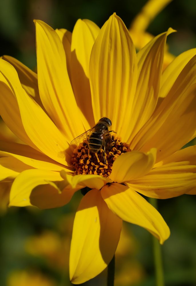 Photograph by Anca Uifalean