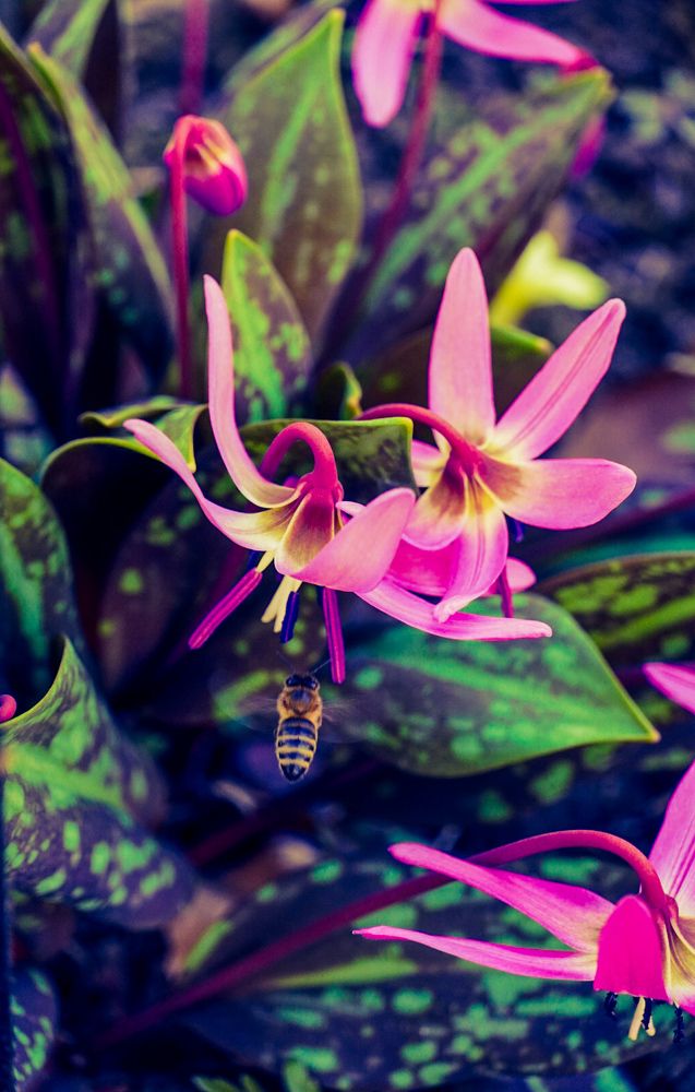 Photograph by Anca Uifalean