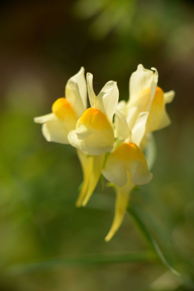 Photograph by Эмилия Ляпунова