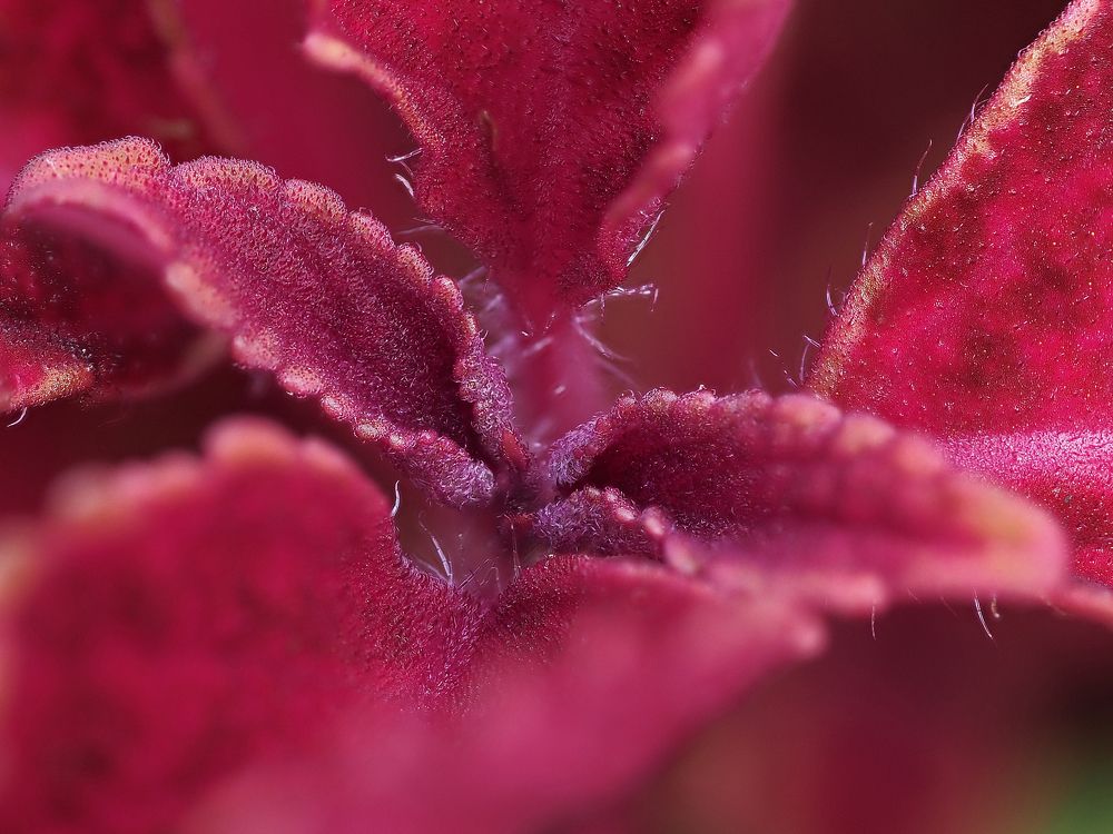 Фотография автора Петр Богомазов