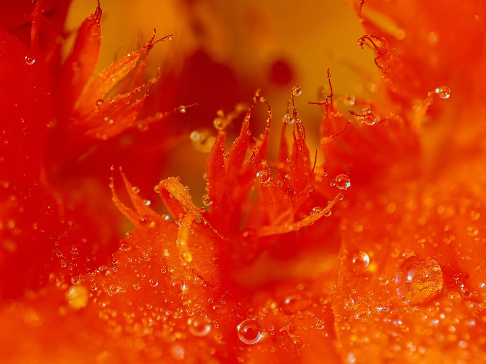 Фотография автора Петр Богомазов