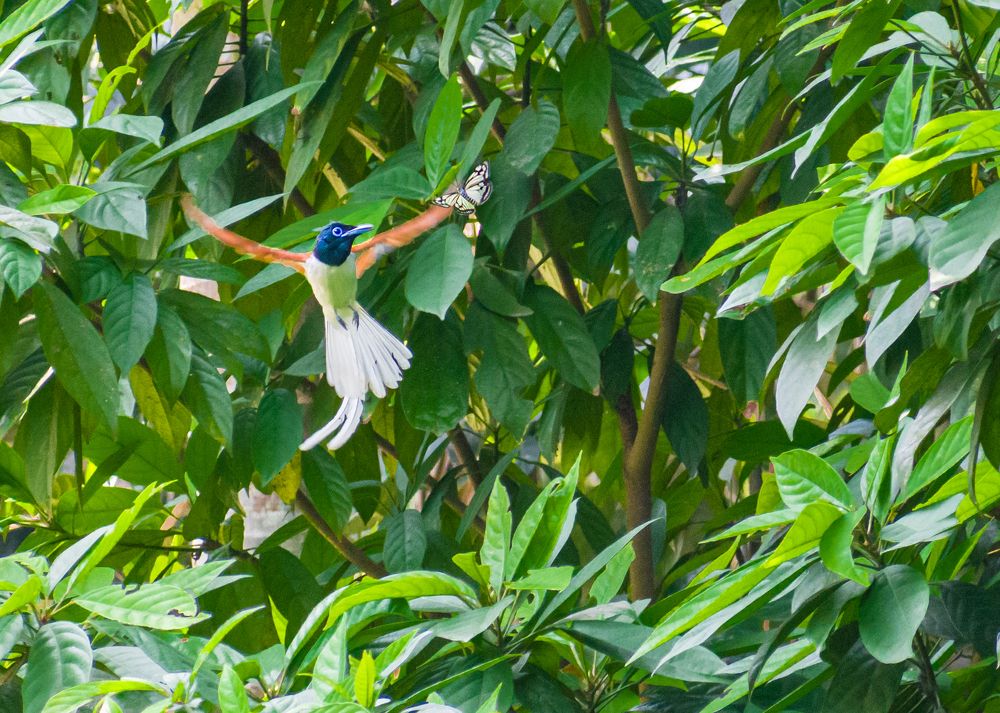 Photograph by Sahisnu Saha