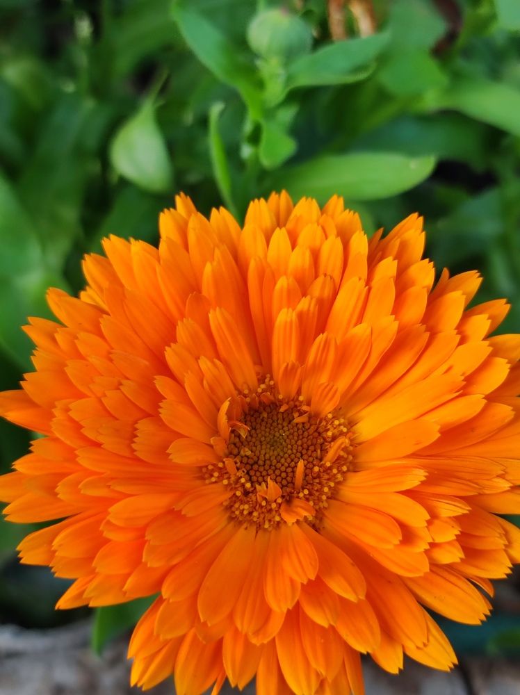 Фотография автора Елена Рузинова