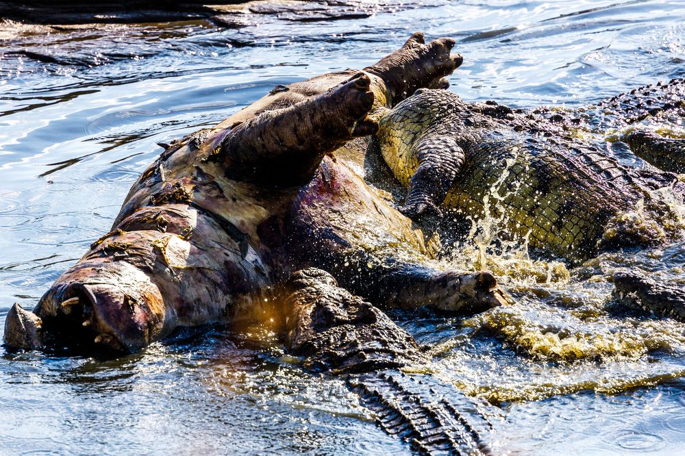 Photograph by Adrian Grigore