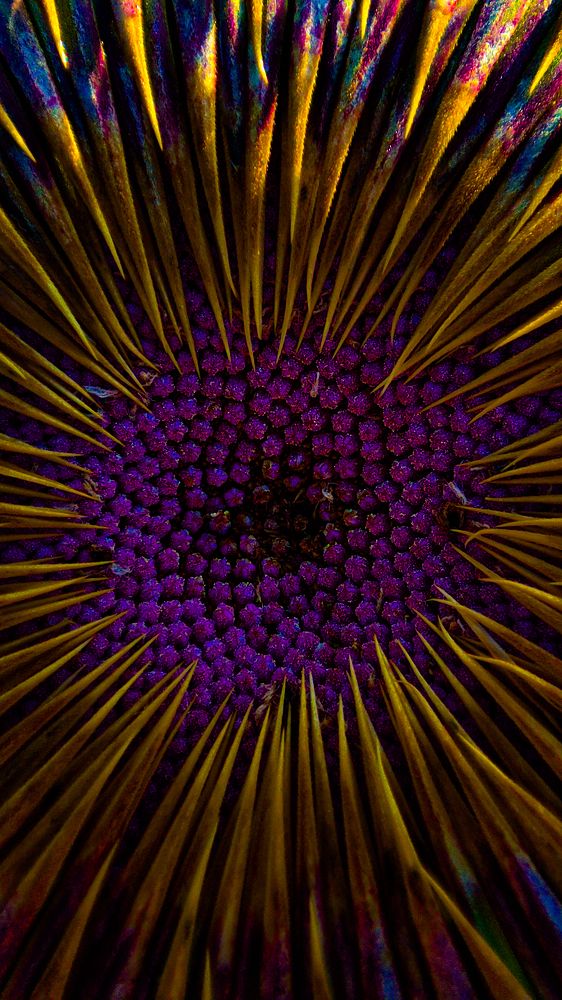 Photograph by Ehsan Fathi