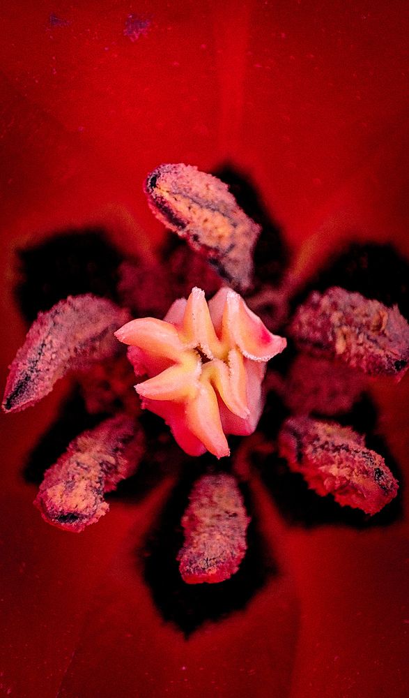 Photograph by Ehsan Fathi