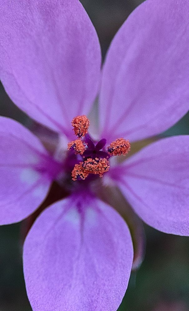 Photograph by Ehsan Fathi