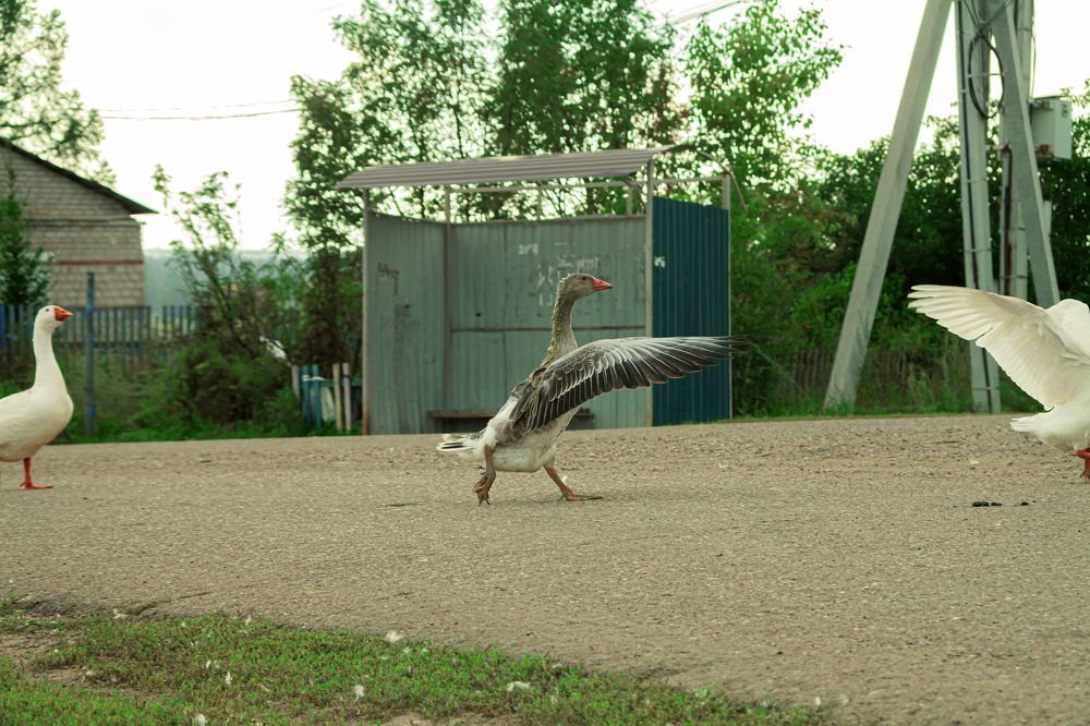 Photograph by Elena Dementova