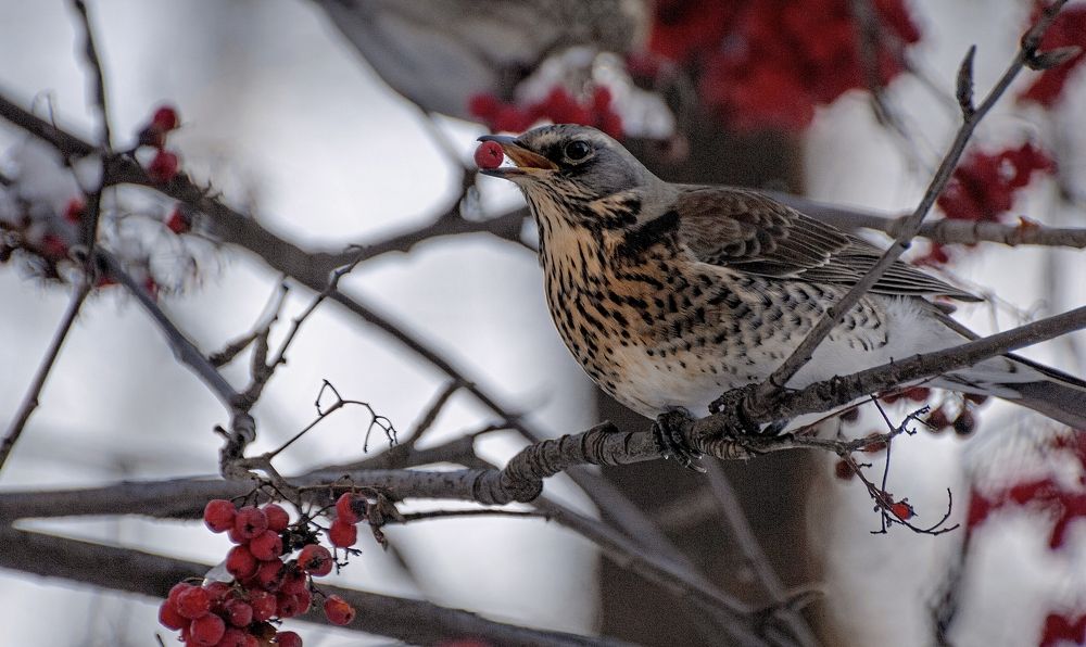 Photograph by Сергей Басов