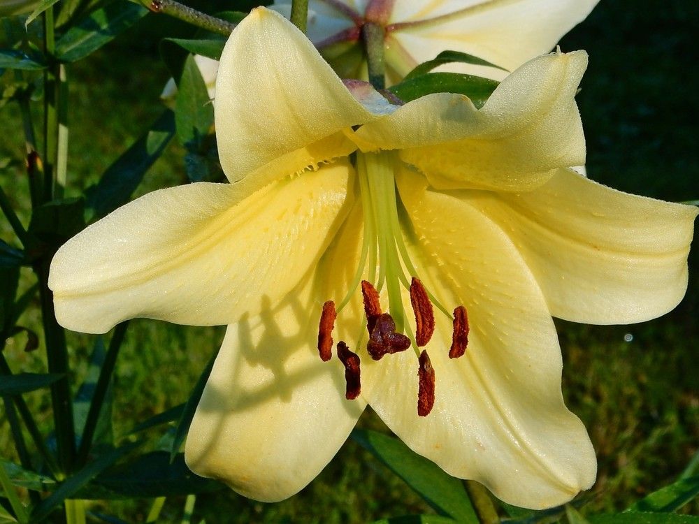 Photograph by Елена Гуляева