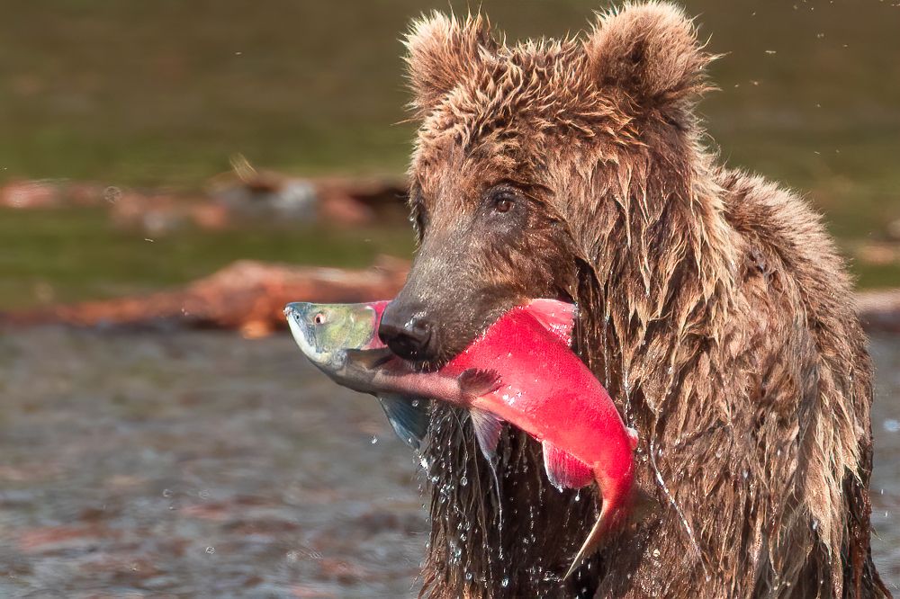 Photograph by Elena Levi